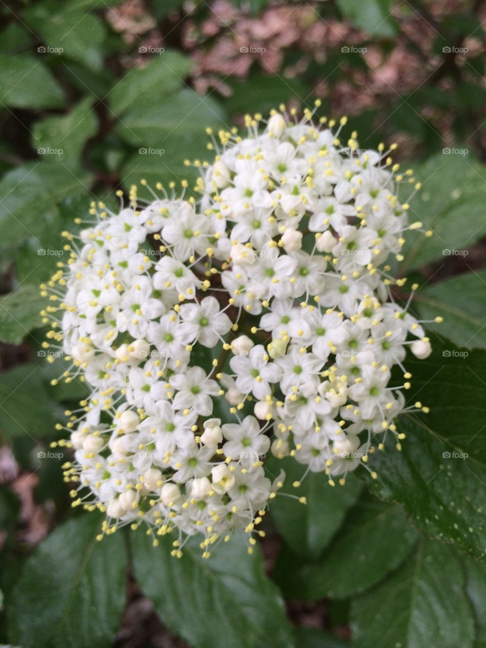 Tiny white flowers