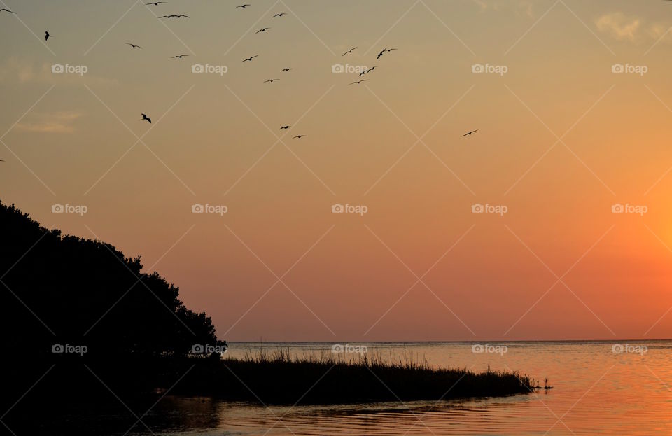 Albatross over Florida Gulf