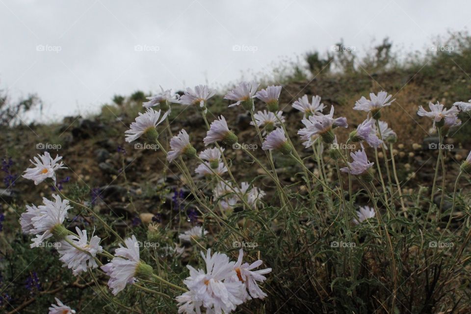 Dewy Aster flowers in the mountains