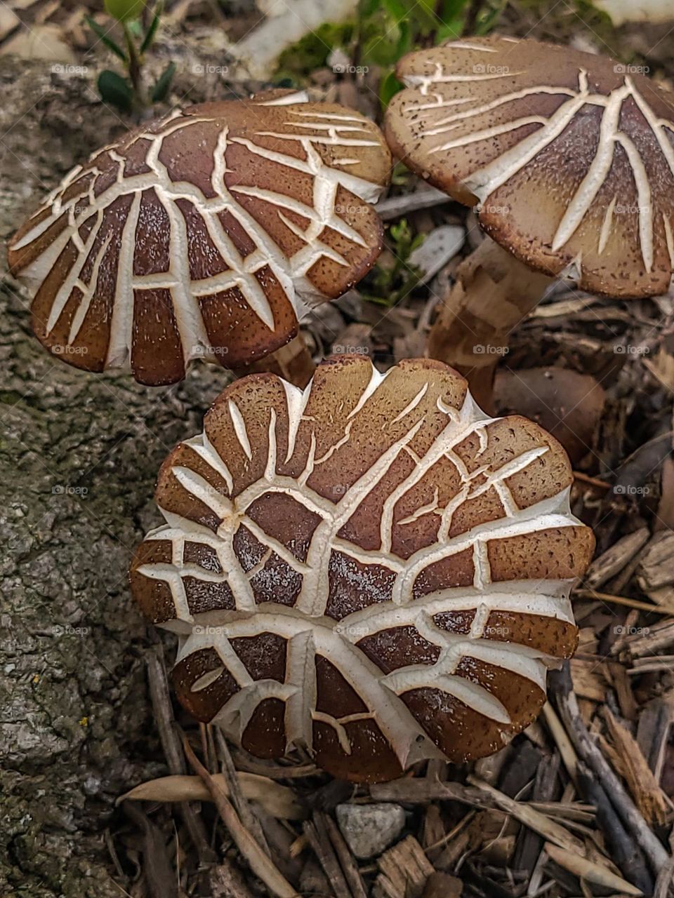 Bunch of beautiful wild brown mushrooms growing at the base of a mighty tree in the park 