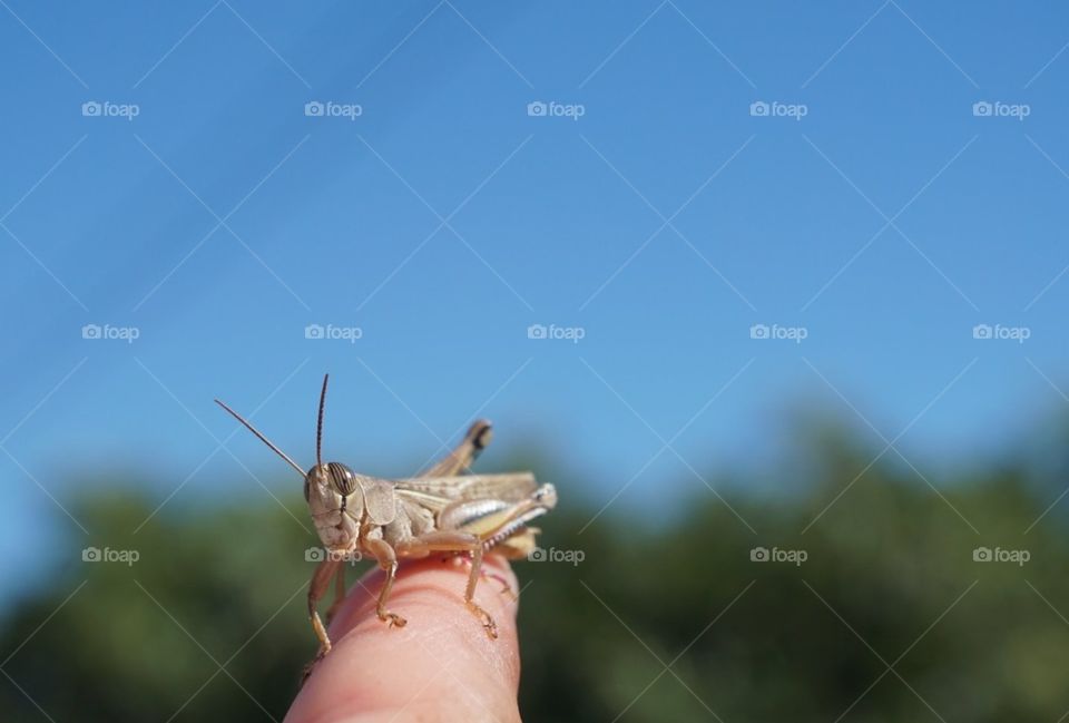 Grasshopper#finger#nature#sky#pose