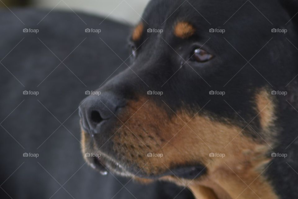 Rottweiler