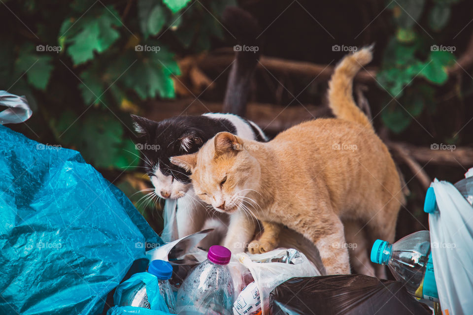 Cats and garbage