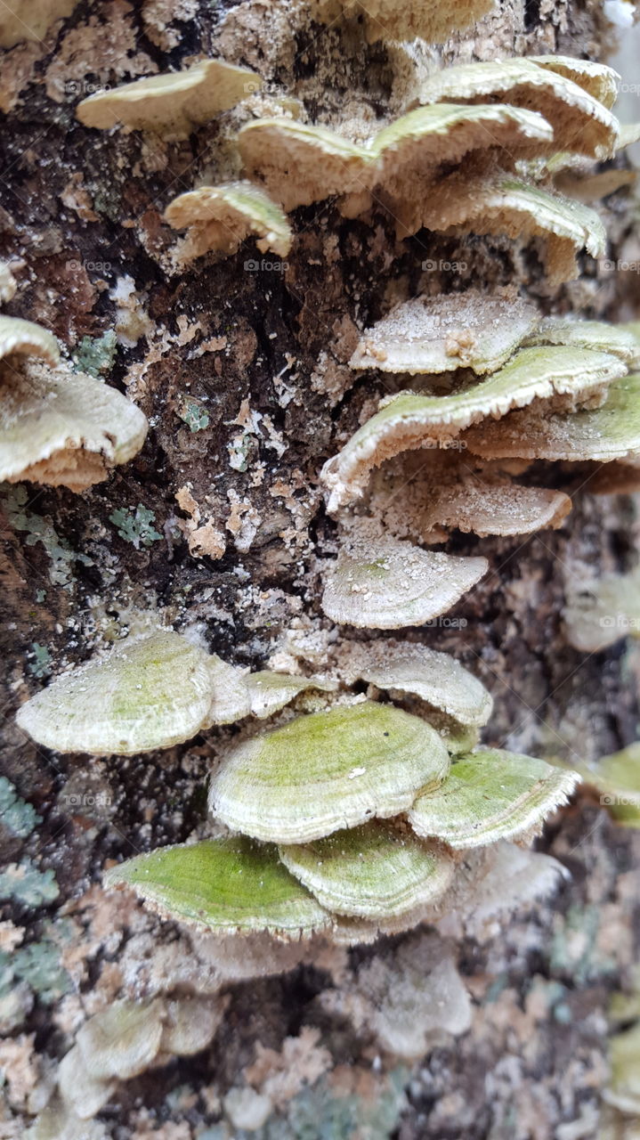 Tree bark and fungus