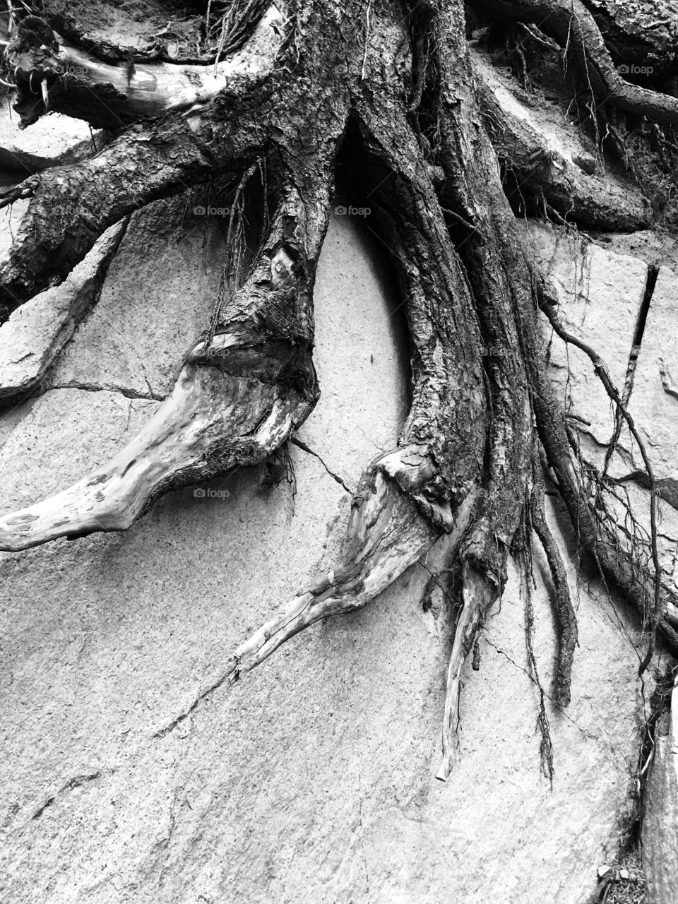 Stone roots