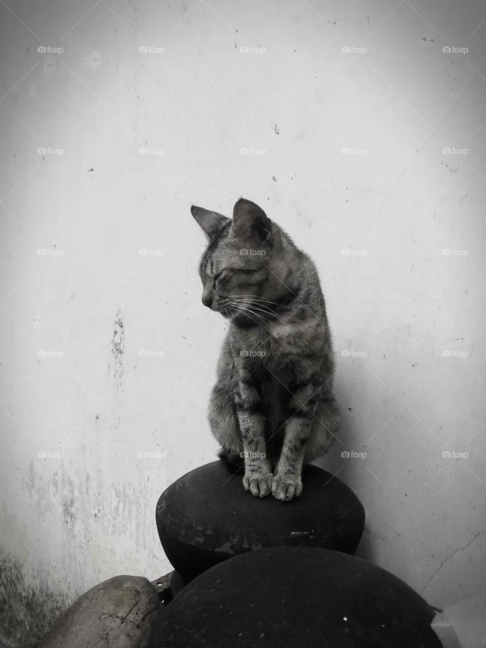A black cat/ black and white / wild cat / black/ different / evening