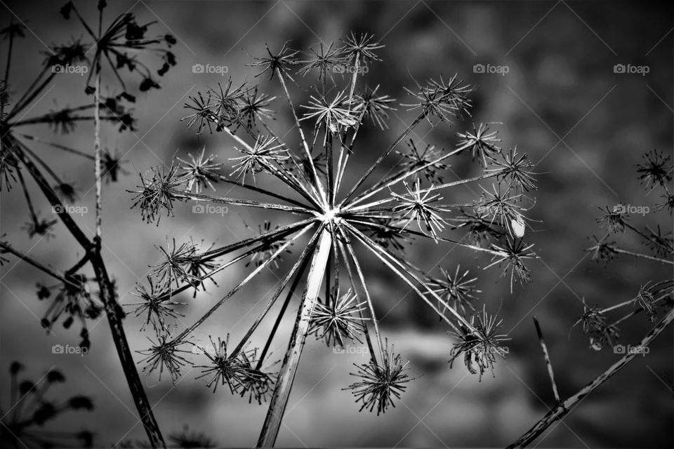 Black and white close up from a plant which has finished flowering and shows its seeds