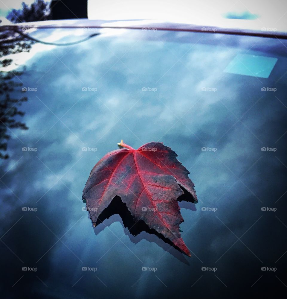 Solo maple leaf