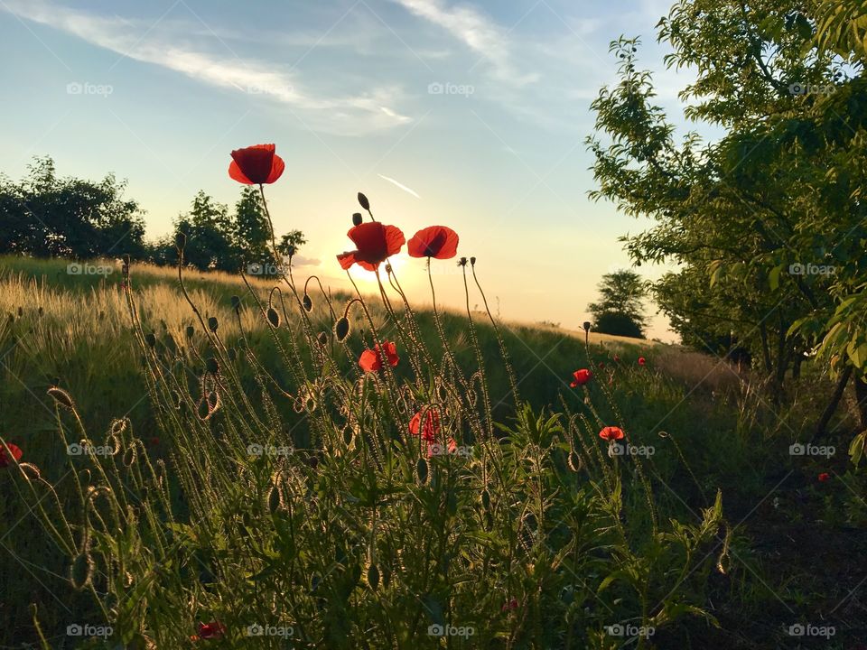 Sunset with wildflowers in a field in a beautiful flat land in a small village in Banat that is called Janošik, in Vojvodina, of the state of Serbia.