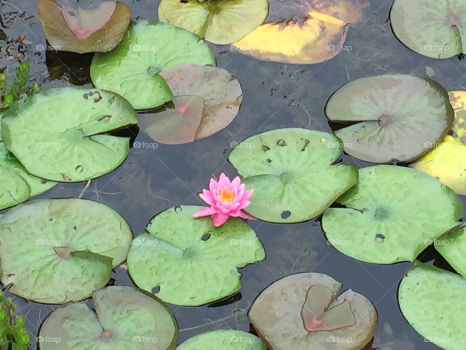 Lily pads