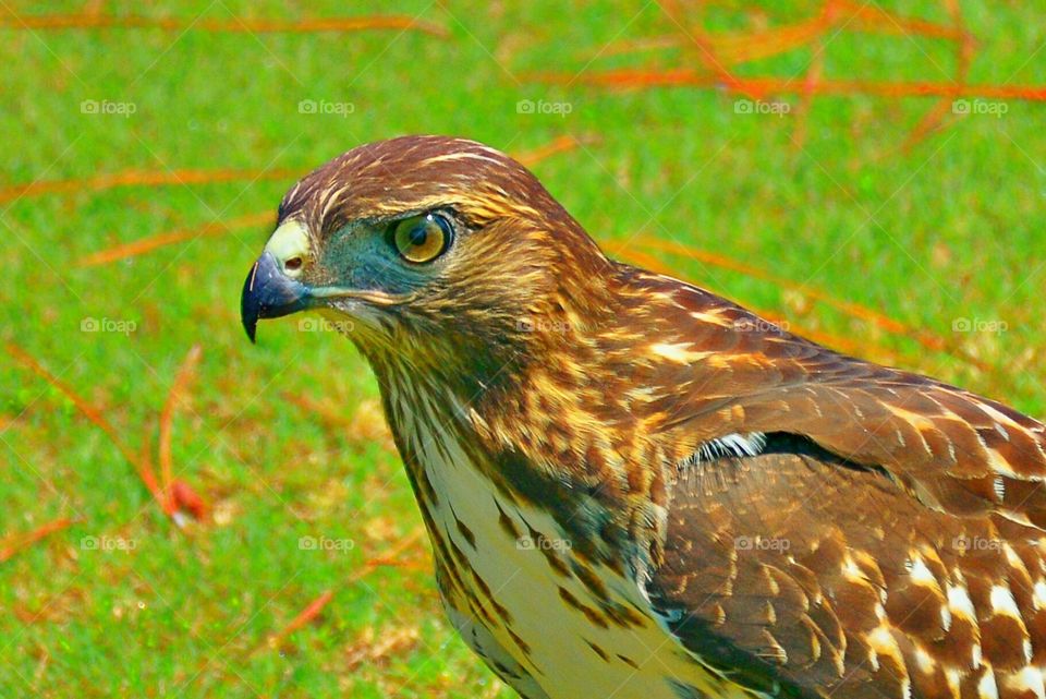 Red Tail Hawk 5