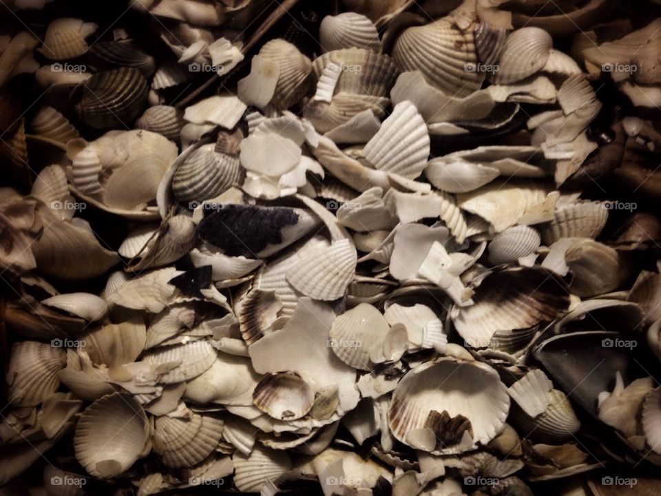 Shells