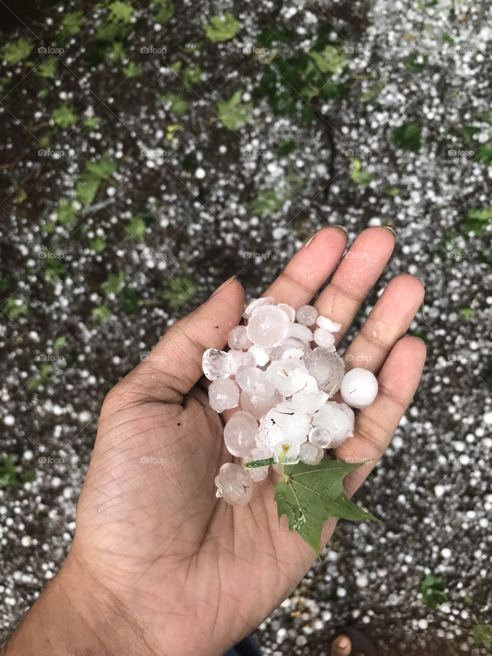 Fun with some ice balls after a hail storm! Ice and a crushed leaf in hand.