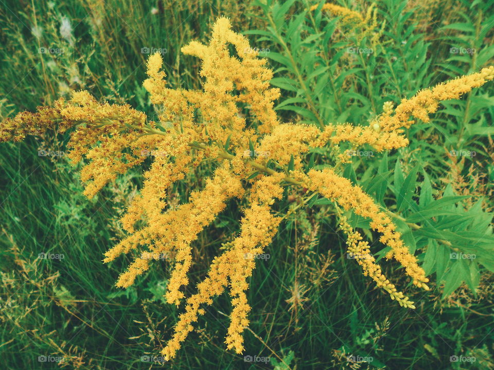 yellow wildflowers