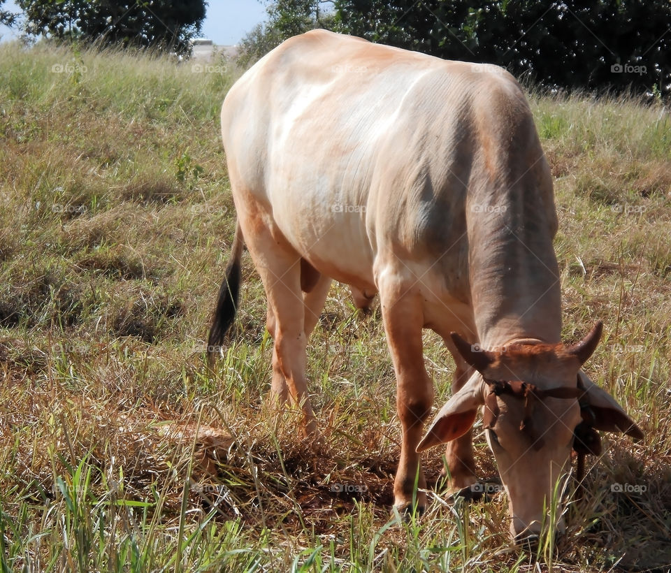 Male Cattle Feeding