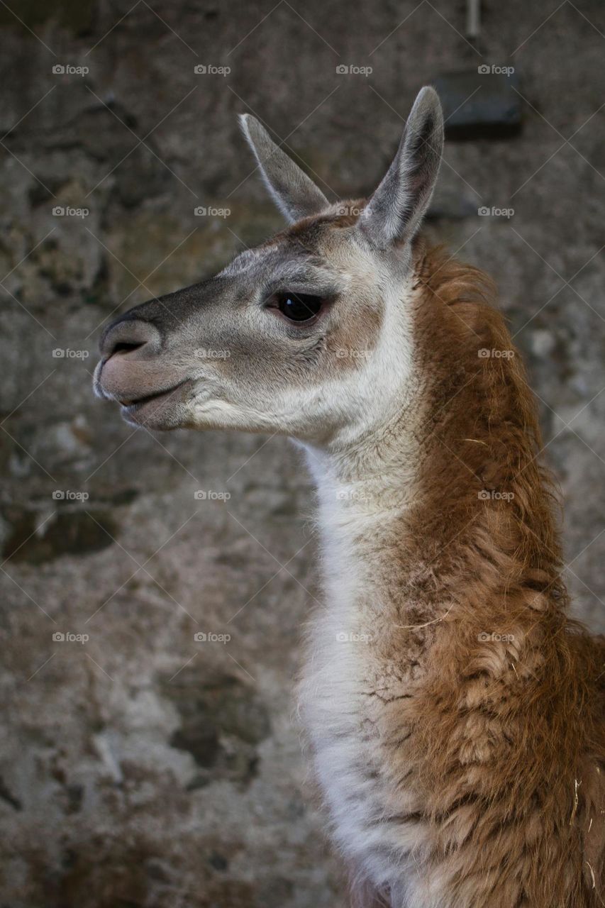 Lama