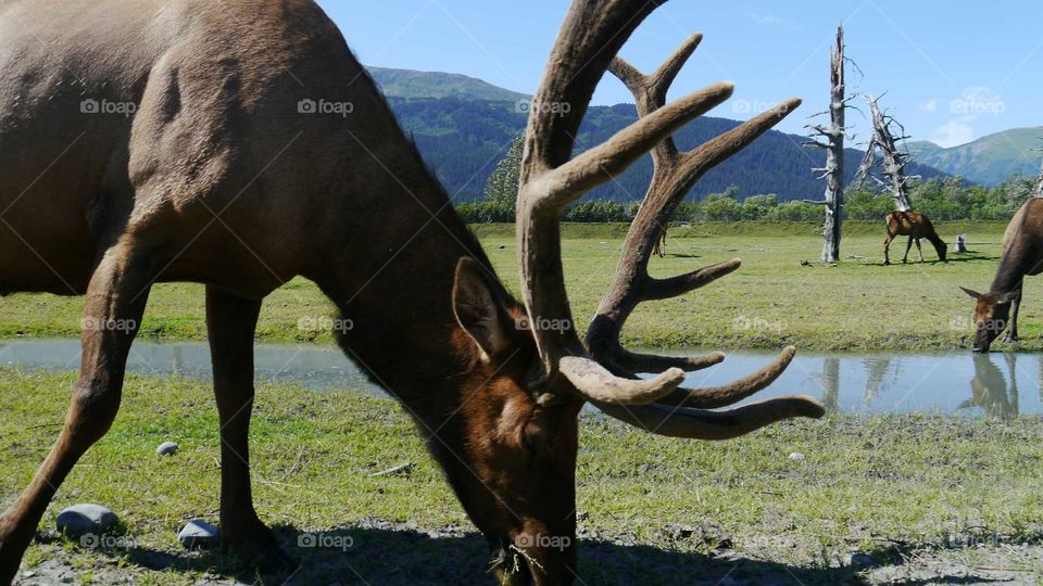 Moose Eating in Alaska