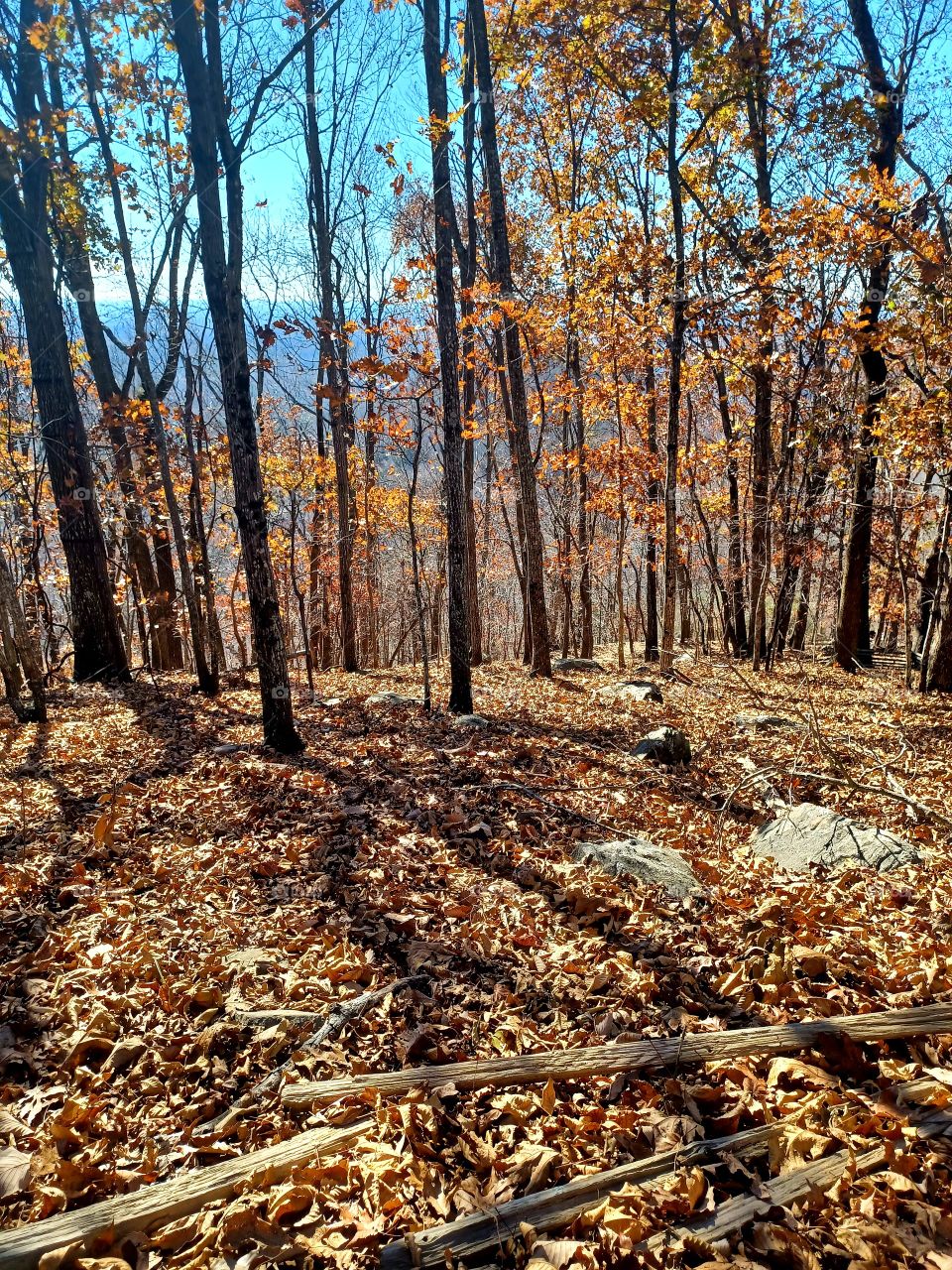 Winter Hike In The South
