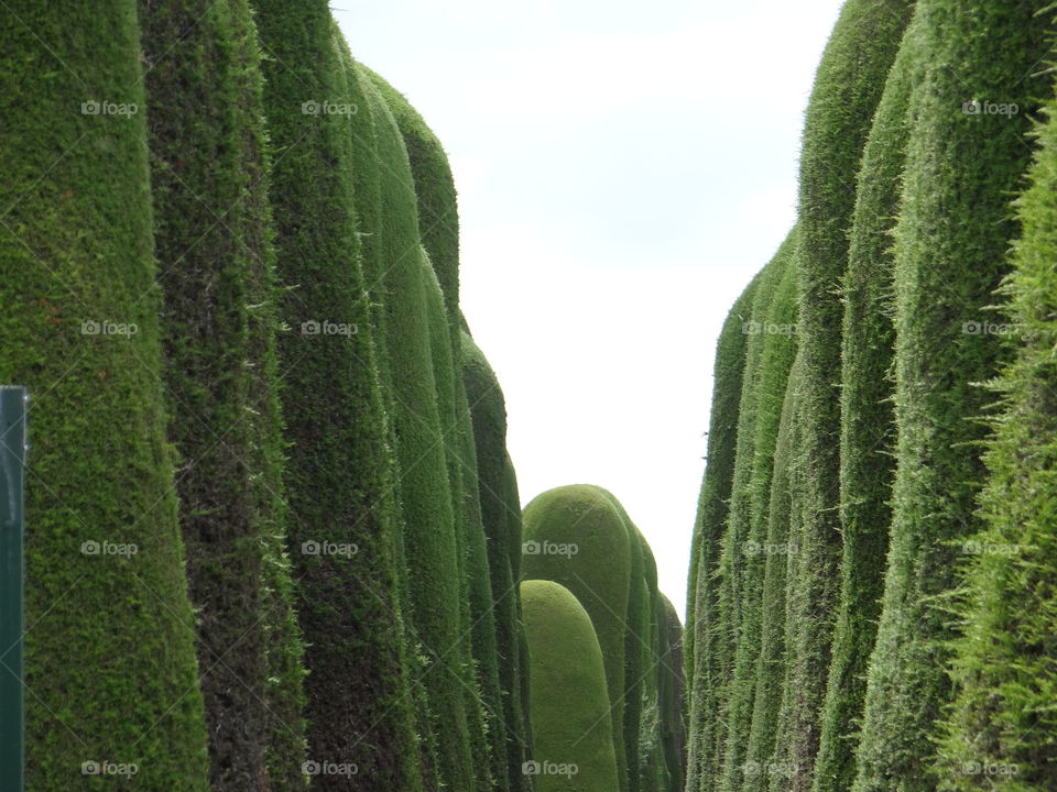 Symmetrical topiary 