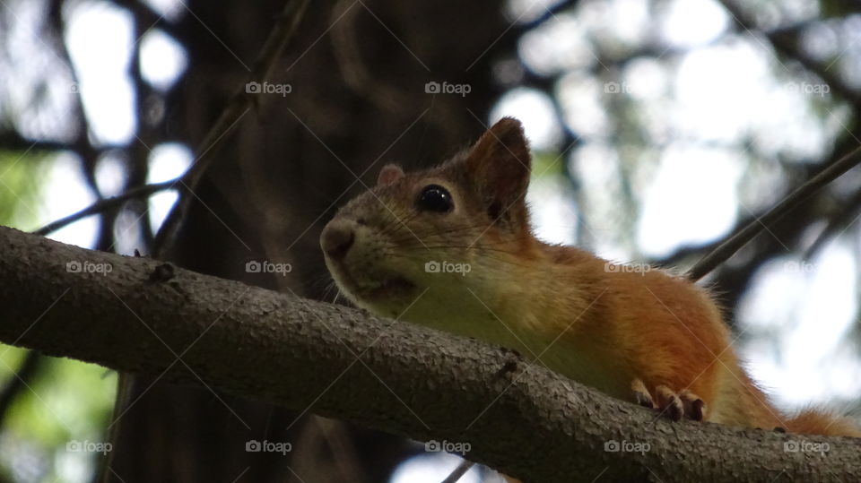 wild nature of the Urals in Russia, wild squirrel on a tree in the forest