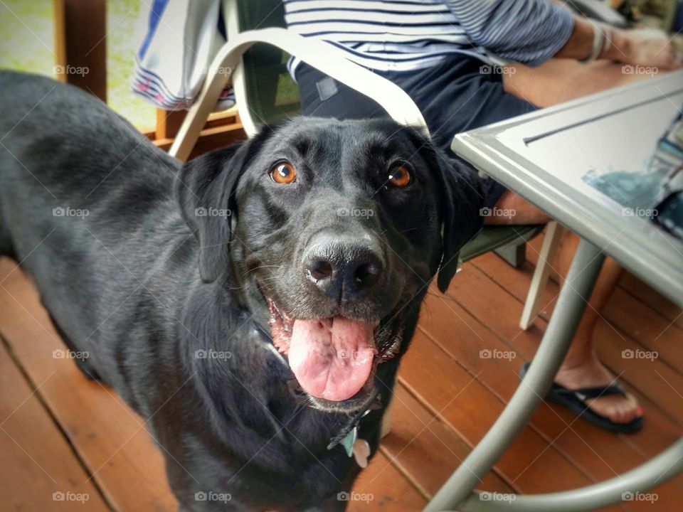 Black Lab in Summer