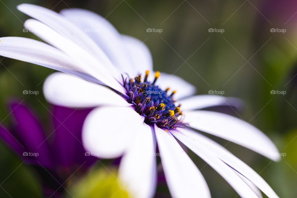 A portrait of a white spannish daisy flower with a blue core which is isolated in a very shallow depth of field.
