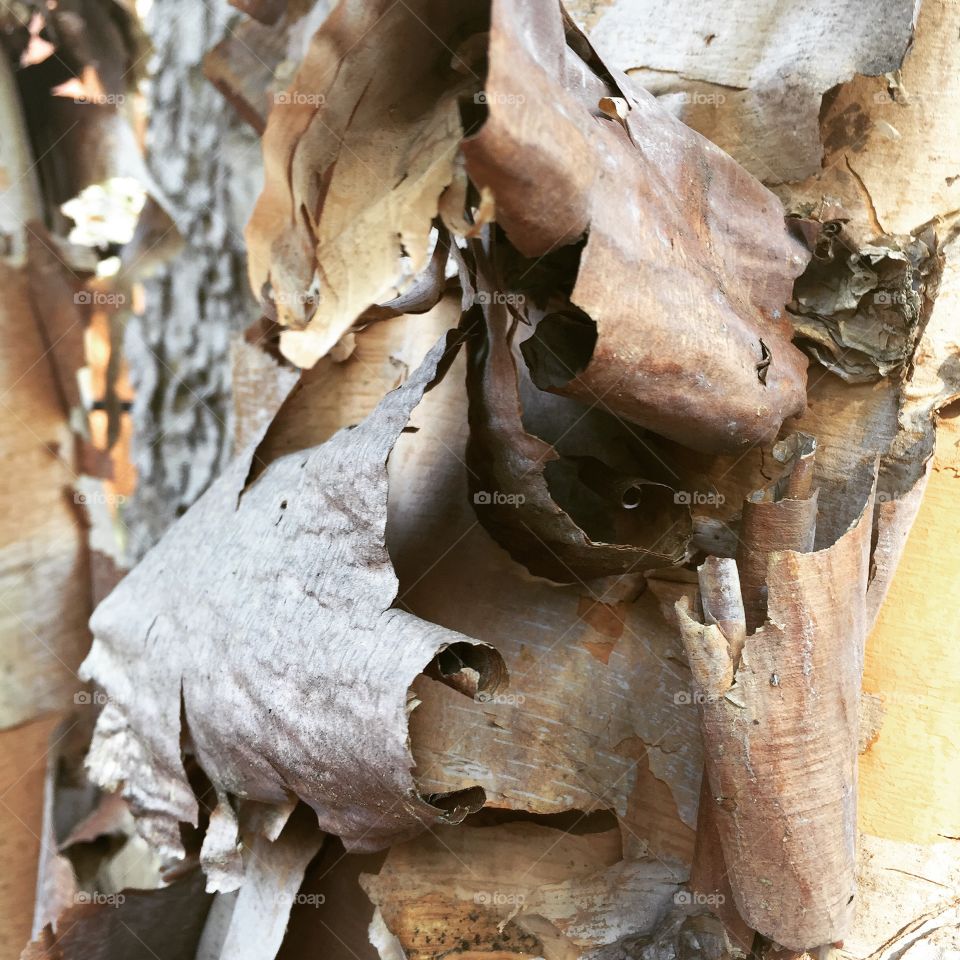 Tree Bark 