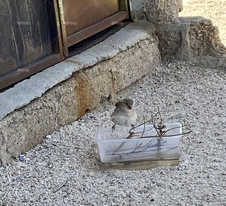 A sparrow, a picture of a sparrow, a sparrow drinking water, a bird