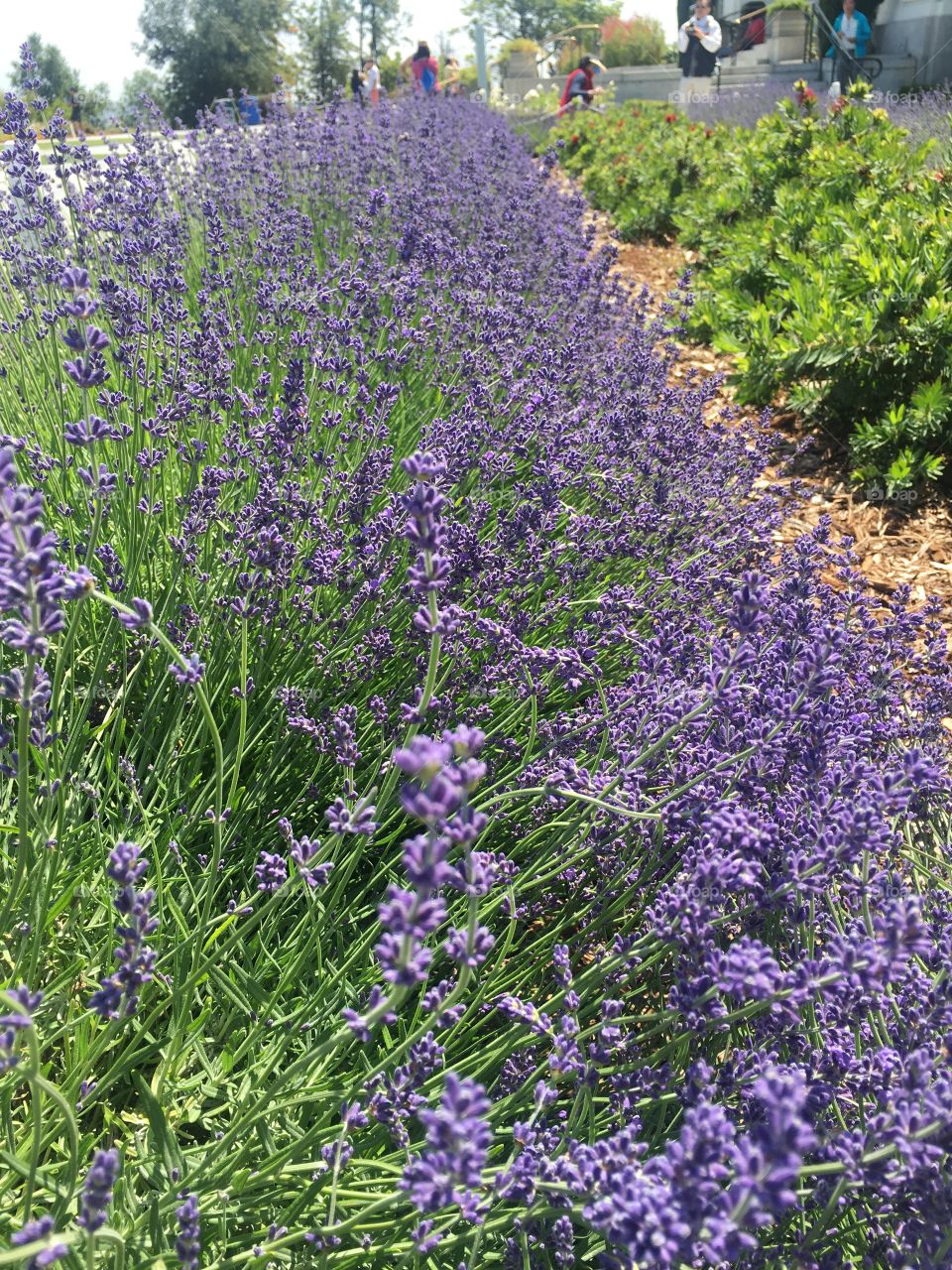 Purple lavenders 