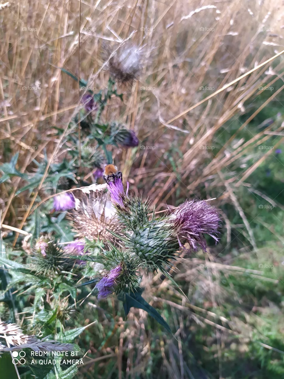 thistle and bee