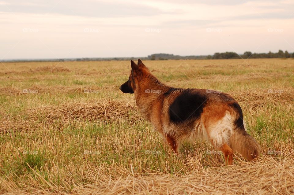German Shepherd