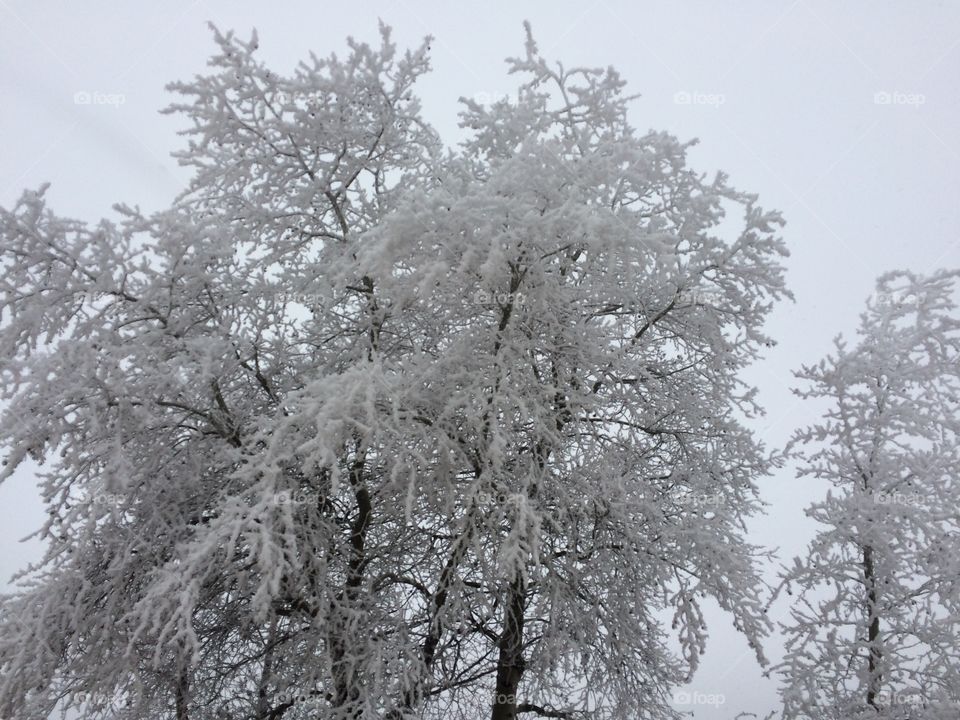 Thick hoar frost covering the trees on a foggy grey day