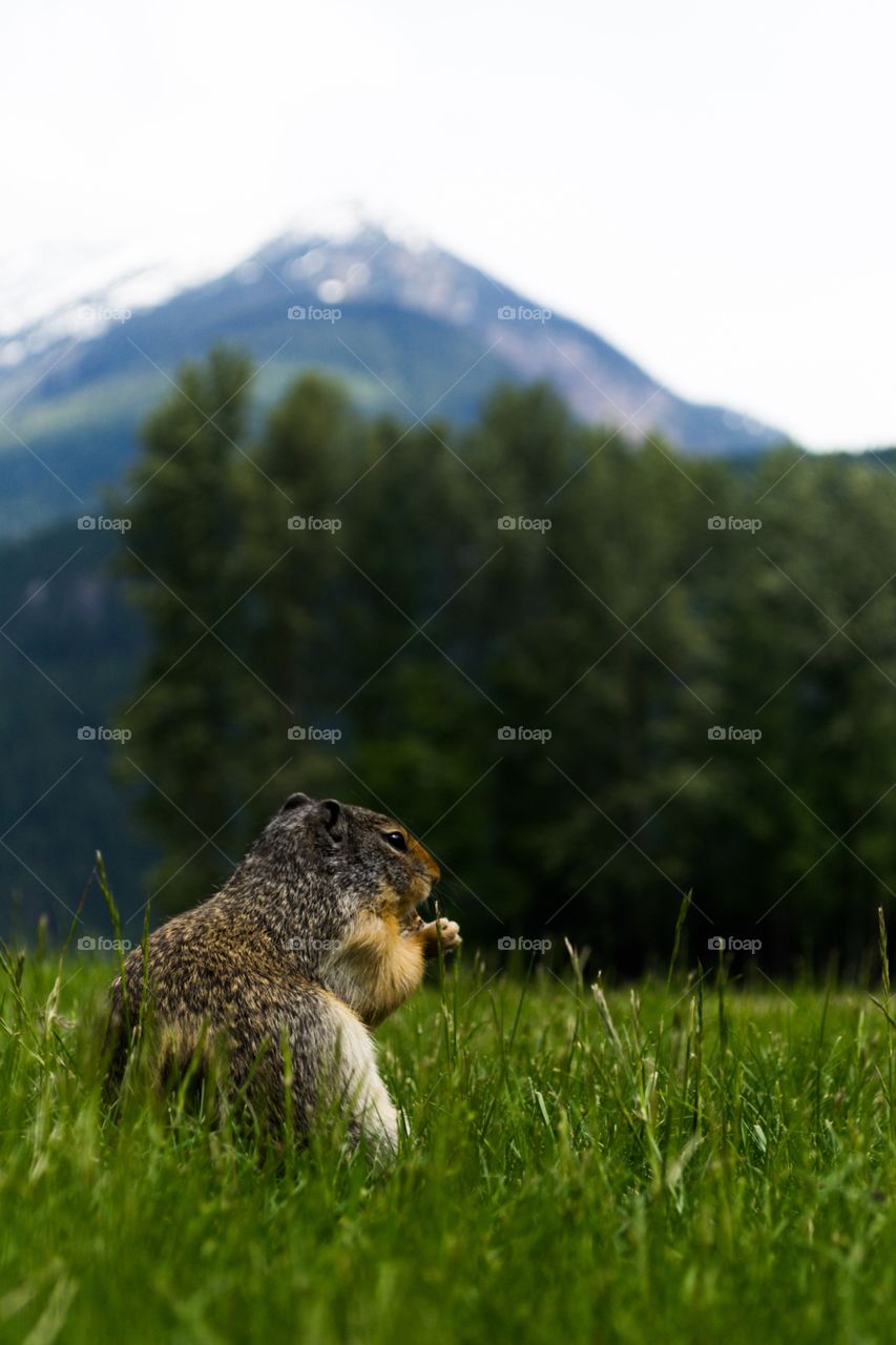 Canadian Rocky Mountain wildlife, prairie dog in an alpine meadow  foreground with snow capped mountains background 