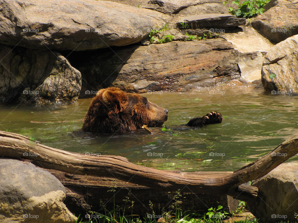 Grizzly Bear going for a cool swim