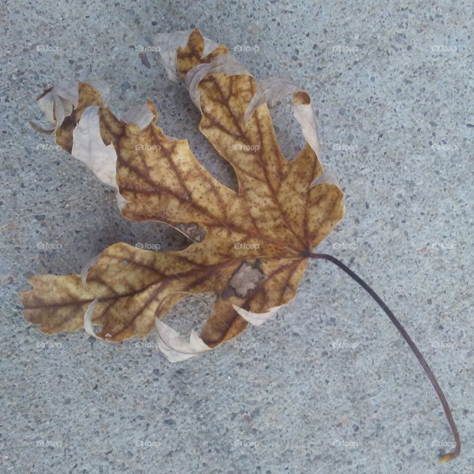 leaf