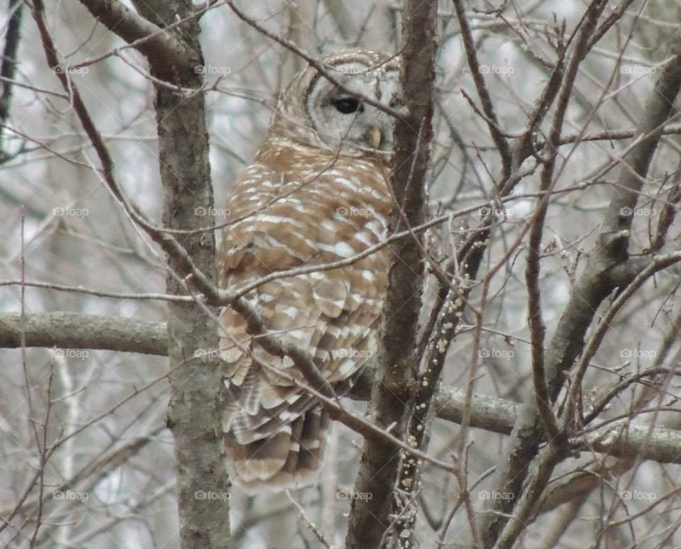 barred owl