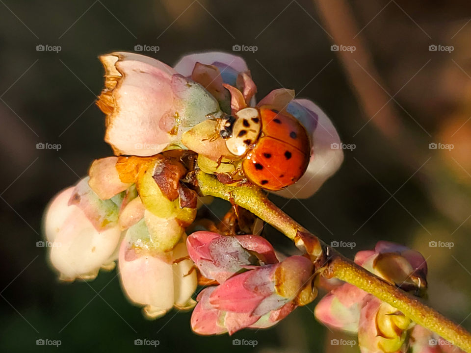 When winter is over, we start to see pretty blueberry bush pastel pink and purple flowerbuds emerge and attract lady bugs. At sunset a beautiful yellow glow illuminates the  flowerbuds and ladybugs. If you look closely a 2nd ladybug is hiding.