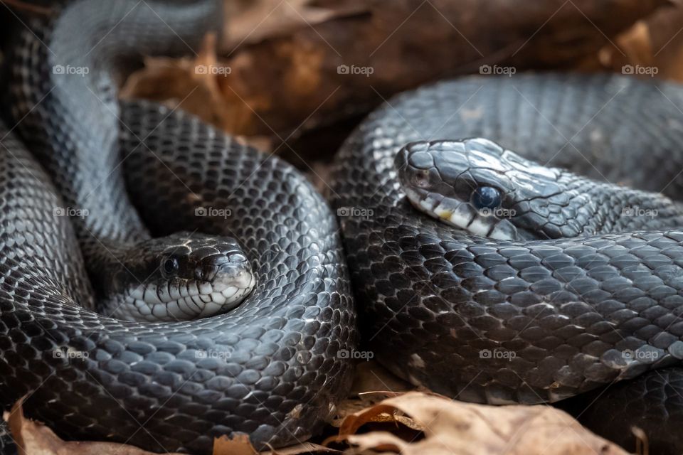 Togetherness. A pair of Eastern Ratsnakes. Raleigh North Carolina. 