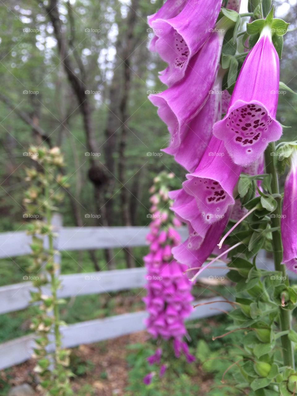 Foxglove 