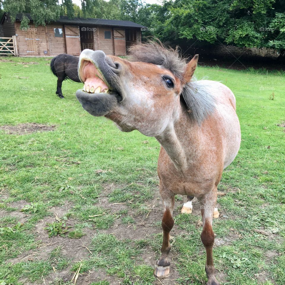 Funny faced Pony/Horse showing its teeth and throwing its head back ... I don’t think it likes me 😶