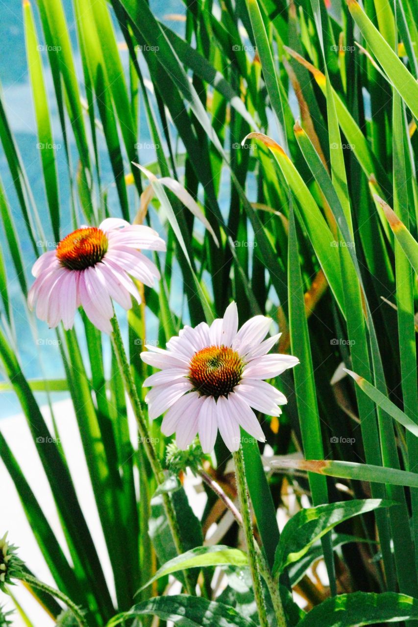 Close-up of pink black eyed susan flowers