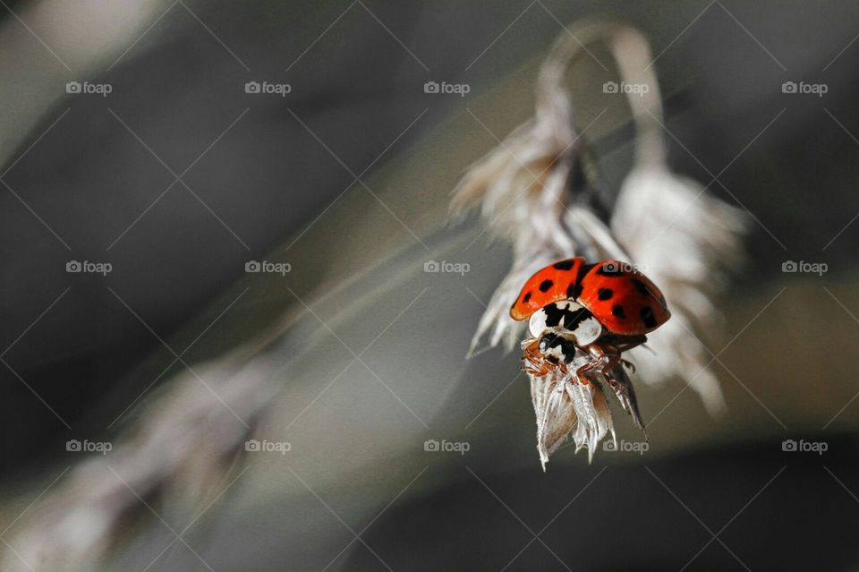 Insect, Ladybug, No Person, Nature, Wildlife