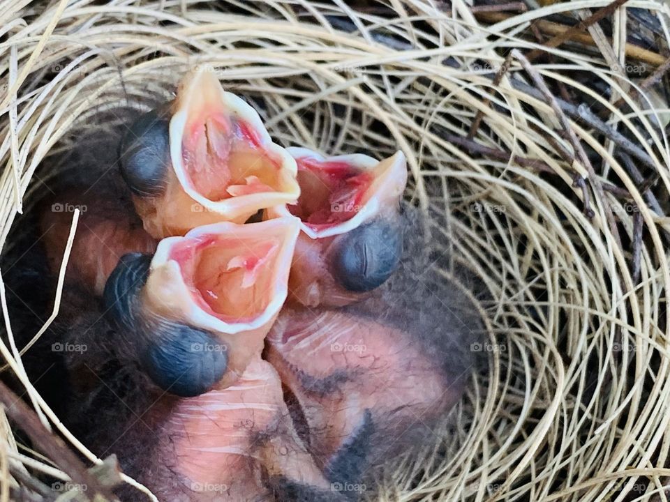 Springtime - Newly born Cardinals with mouths wide open, waiting for Mama to feed them. 