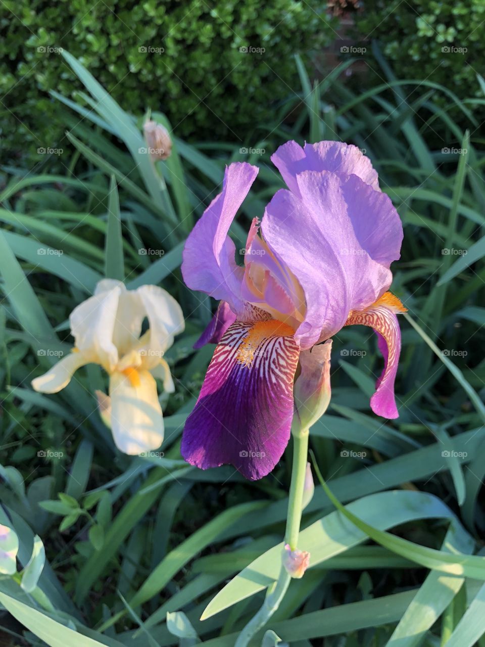 Yellow and purple irises displaying their beauty. 