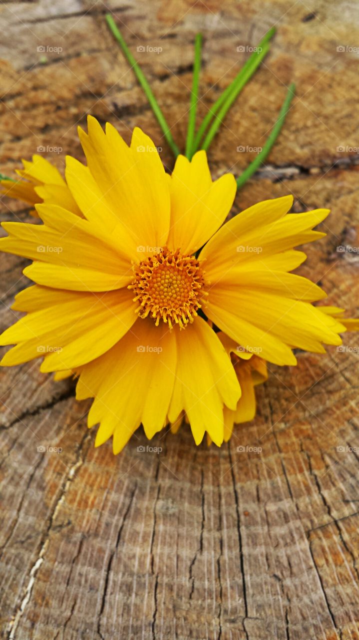 Wildflower. Stump