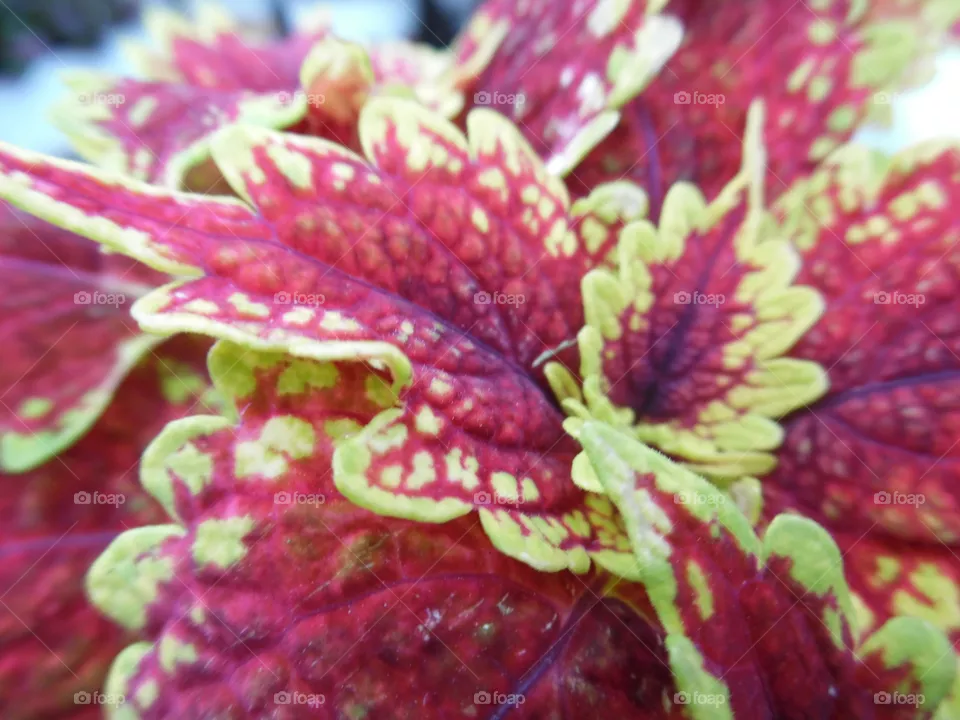 leaves