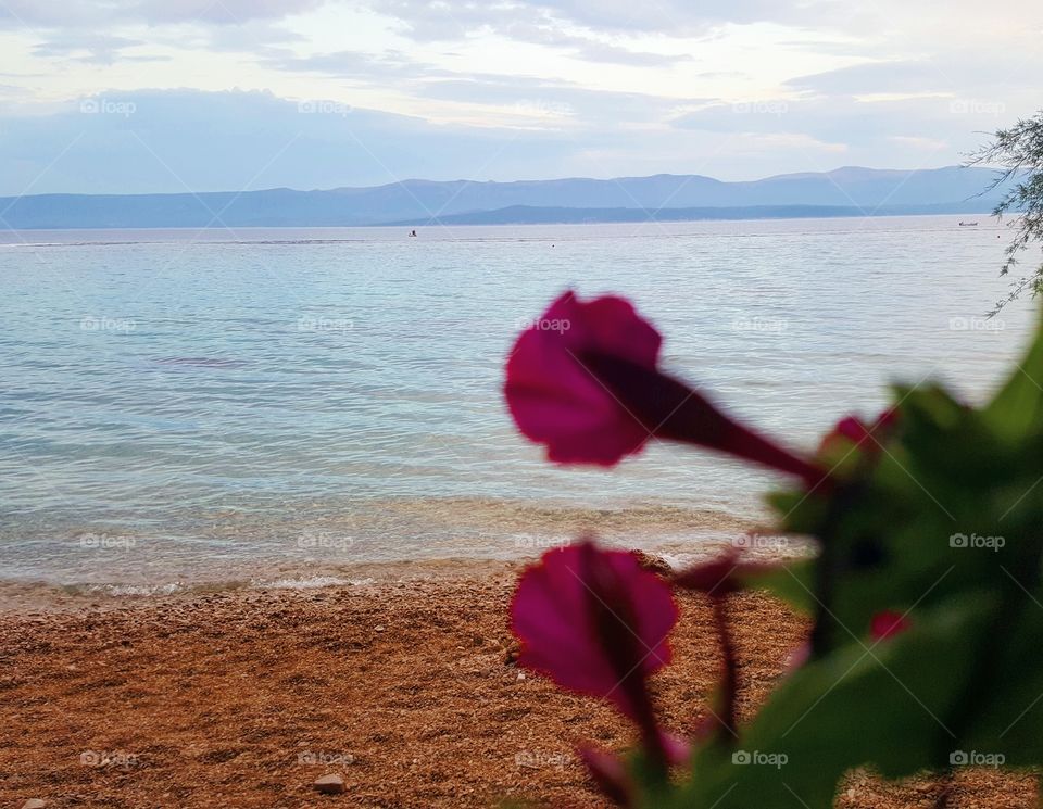 Flower and sea