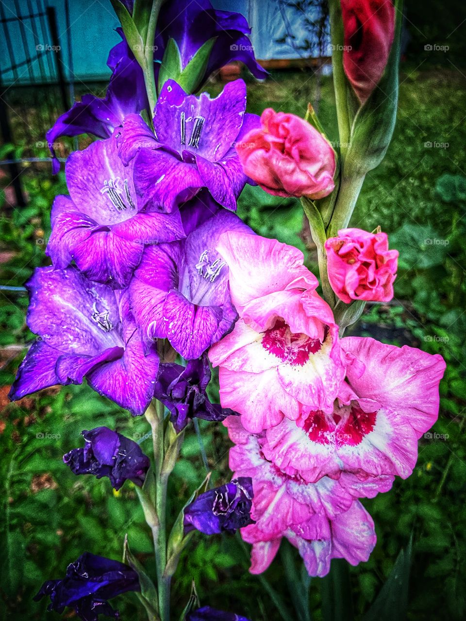 Pink and purple Gladiolus