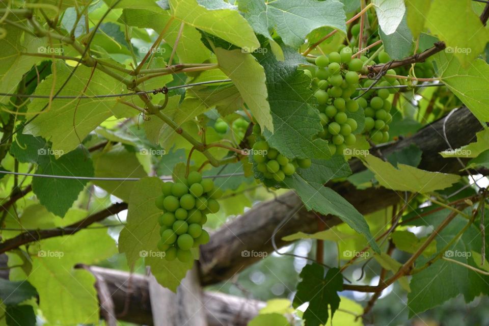 uva grape
