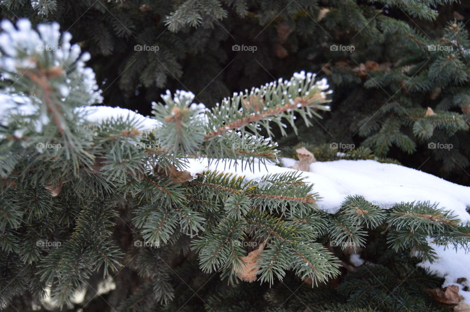 Spruce, tree, snow, needles, winter,